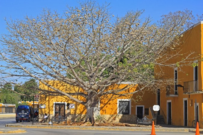 Tree in the center of the Yellow City in Izamal Yucatan Mexico, guide and tips for vising and exploring the town