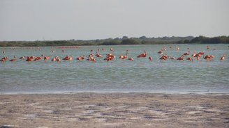 flamingos el cuyo mexico yucatan lagoon rio lagartos birds nature kiteboard lessons iko school comekitewithus photography