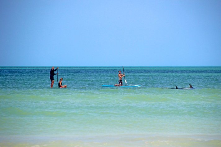 El Cuyo mexico sup boarding with dolphines mantarays clear blue water cancun playa del carmen tulum isla blanca kiteboard lessons iko school 