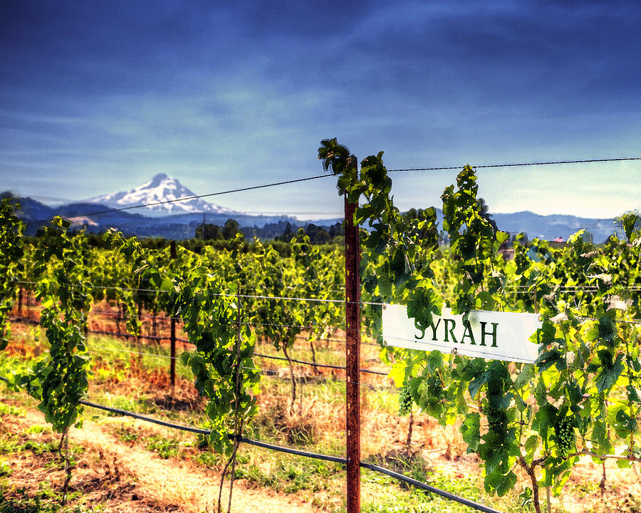 Winery Views of Mt Hood in the Gorge USA and Hood River