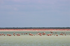 flamingos el cuyo  kiteboarding kitesurf mexico comekitwithus yucatan 